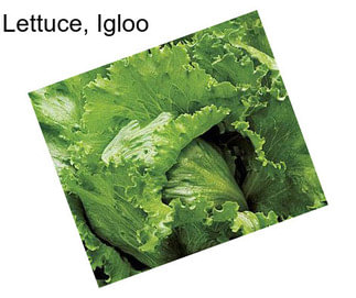 Lettuce, Igloo