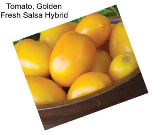 Tomato, Golden Fresh Salsa Hybrid