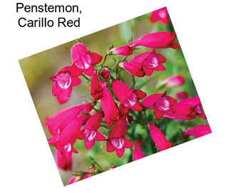 Penstemon, Carillo Red