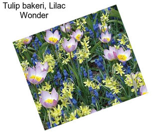 Tulip bakeri, Lilac Wonder