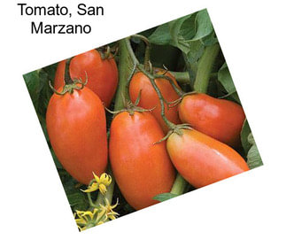 Tomato, San Marzano
