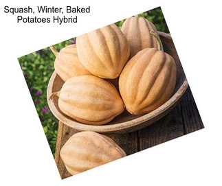 Squash, Winter, Baked Potatoes Hybrid