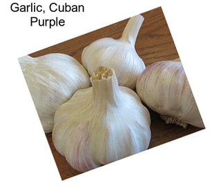Garlic, Cuban Purple