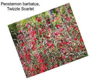 Penstemon barbatus, Twizzle Scarlet