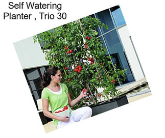 Self Watering Planter , Trio 30