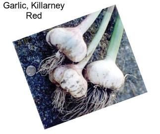 Garlic, Killarney Red