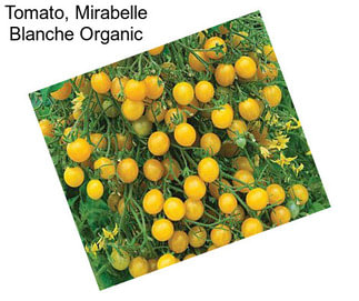 Tomato, Mirabelle Blanche Organic