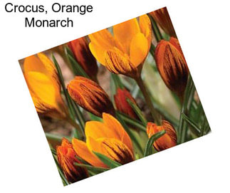 Crocus, Orange Monarch