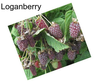 Loganberry