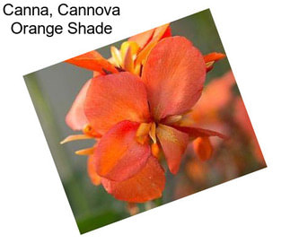 Canna, Cannova Orange Shade