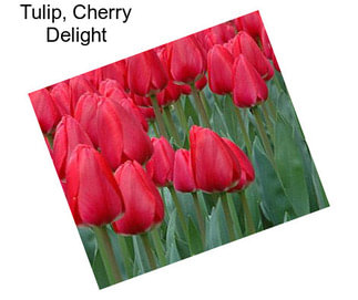 Tulip, Cherry Delight