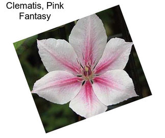 Clematis, Pink Fantasy