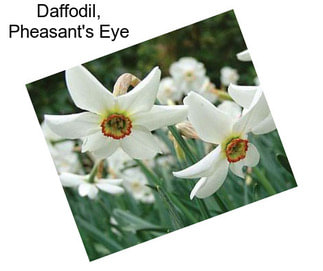 Daffodil, Pheasant\'s Eye