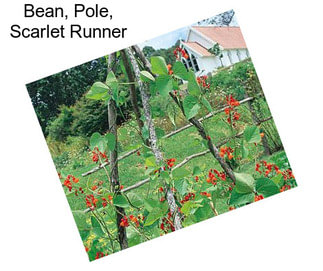 Bean, Pole, Scarlet Runner