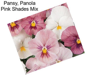 Pansy, Panola Pink Shades Mix