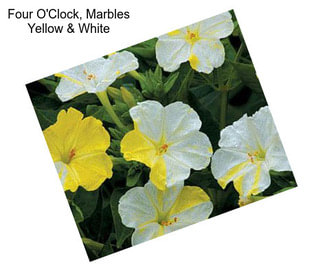 Four O\'Clock, Marbles Yellow & White