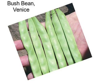 Bush Bean, Venice
