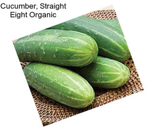 Cucumber, Straight Eight Organic