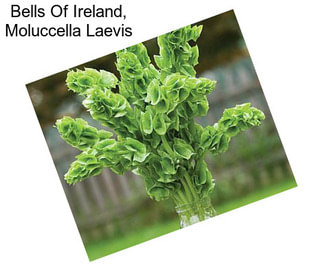 Bells Of Ireland, Moluccella Laevis