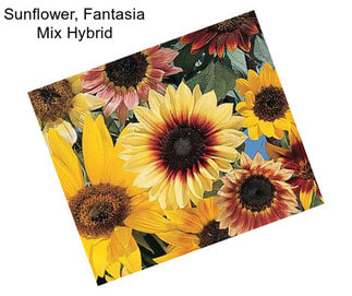 Sunflower, Fantasia Mix Hybrid