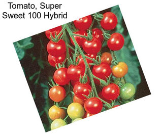 Tomato, Super Sweet 100 Hybrid