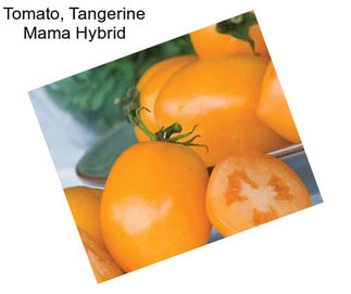 Tomato, Tangerine Mama Hybrid