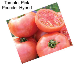 Tomato, Pink Pounder Hybrid