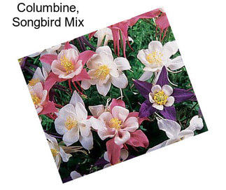Columbine, Songbird Mix
