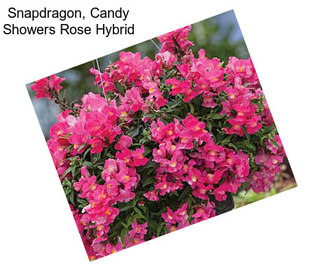 Snapdragon, Candy Showers Rose Hybrid