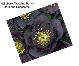 Hellebore, Wedding Party Dark and Handsome