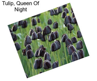 Tulip, Queen Of Night