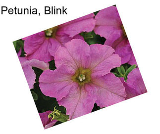 Petunia, Blink