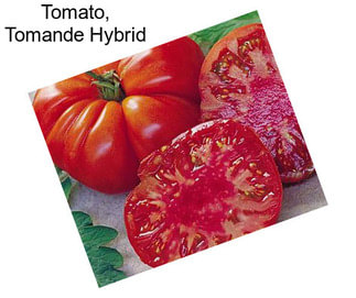 Tomato, Tomande Hybrid