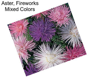 Aster, Fireworks Mixed Colors