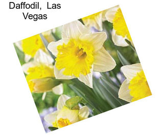 Daffodil,  Las Vegas