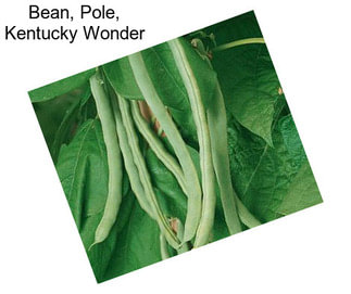 Bean, Pole, Kentucky Wonder