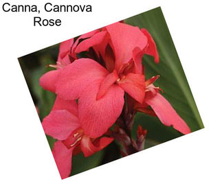 Canna, Cannova Rose