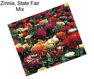 Zinnia, State Fair Mix