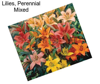 Lilies, Perennial Mixed