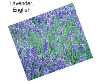 Lavender, English