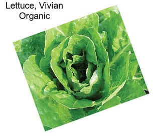 Lettuce, Vivian Organic