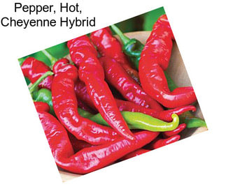 Pepper, Hot, Cheyenne Hybrid