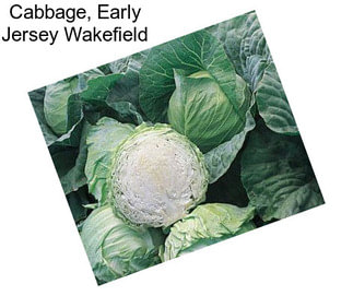 Cabbage, Early Jersey Wakefield