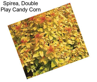 Spirea, Double Play Candy Corn