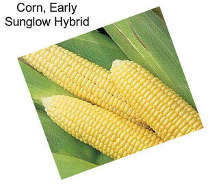 Corn, Early Sunglow Hybrid