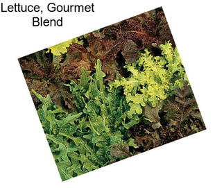 Lettuce, Gourmet Blend
