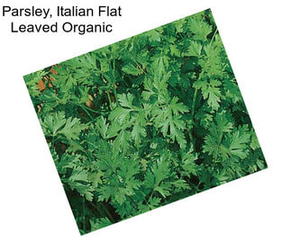 Parsley, Italian Flat Leaved Organic