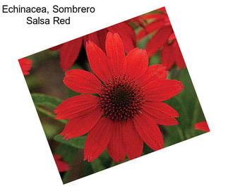 Echinacea, Sombrero Salsa Red
