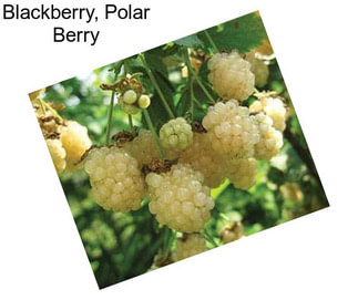 Blackberry, Polar Berry