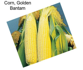 Corn, Golden Bantam